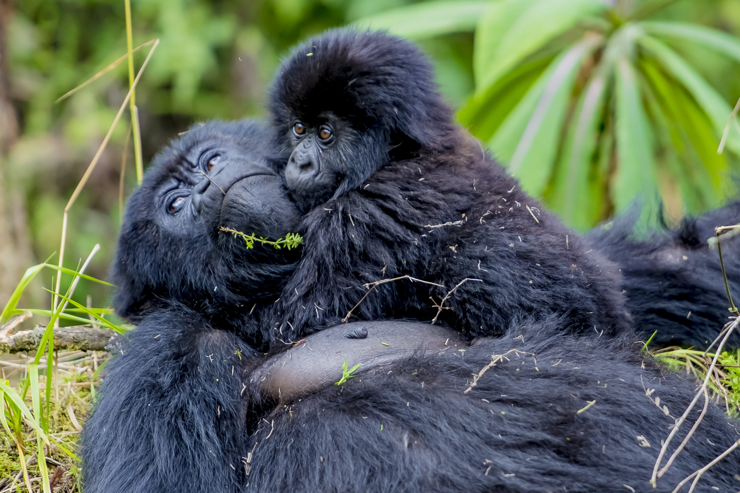 Mother mountain gorilla lying on her back while cradling her baby in Volcanoes National Park, Rwanda.