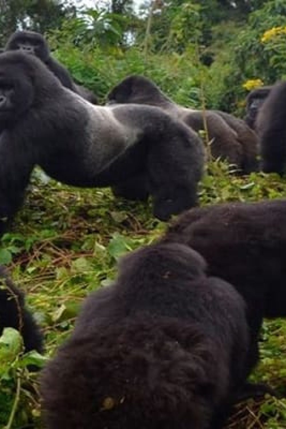 Mountain gorillas thriving in their natural habitat in Volcanoes National Park, Rwanda. A symbol of successful conservation and sustainable tourism efforts. Mountain gorillas thriving in their natural habitat in Volcanoes National Park, Rwanda. A symbol of successful conservation and sustainable tourism efforts.
