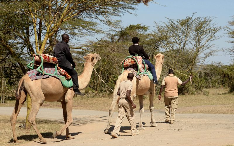 22._activities_-_camel_riding1