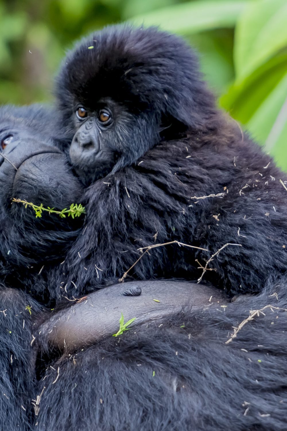 48684838548_fdab583ff9_o Mother mountain gorilla lying on her back while cradling her baby in Volcanoes National Park, Rwanda.