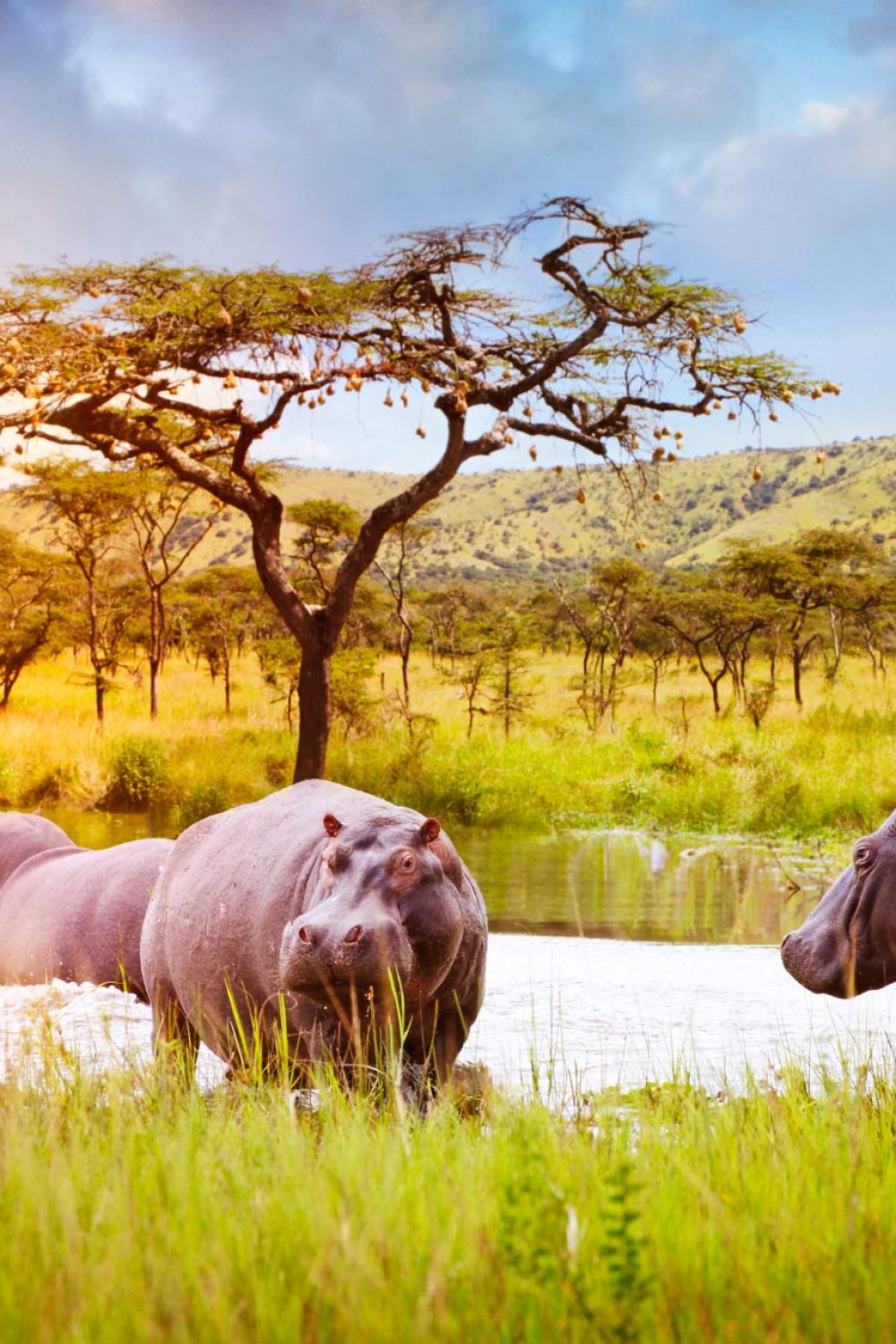 Akagera National Park safari Akagera National Park safari