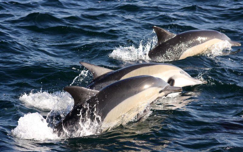 Birkenhead House Dolphin sealife