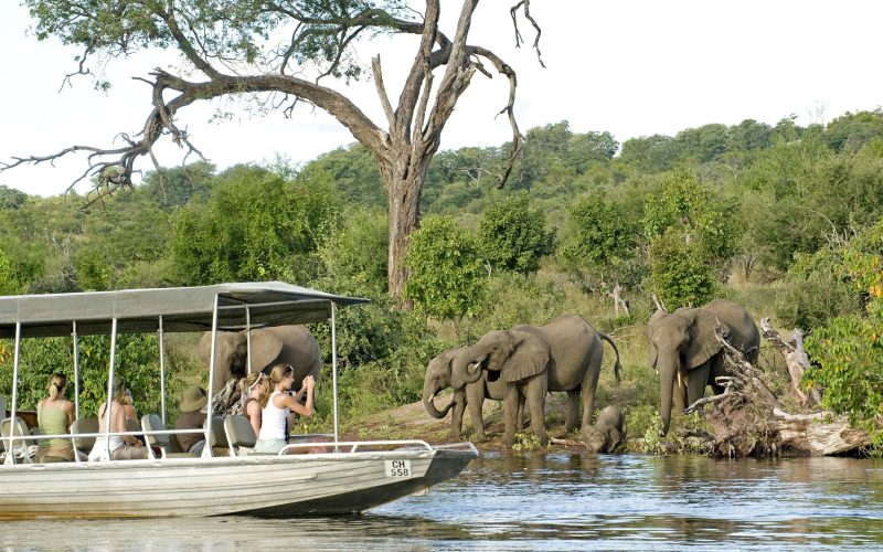 Chobe boat cruise elephants