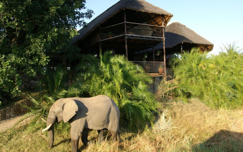 Elephant in front of the lodge