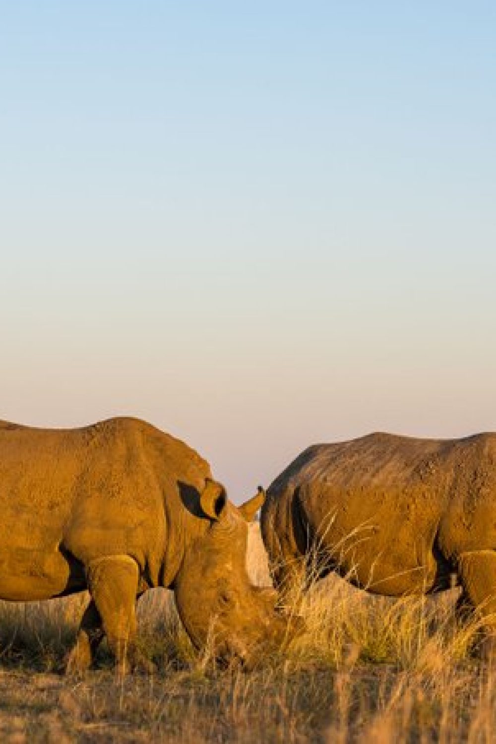 LQjtf33A Two southern white rhinos grazing peacefully in the golden evening light on open grasslands of Akagera National Park.