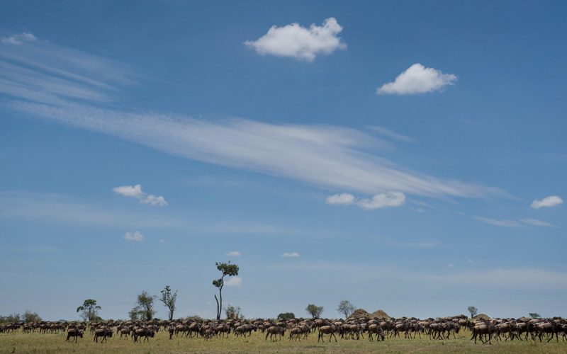 Olakira Camp The Great Migration