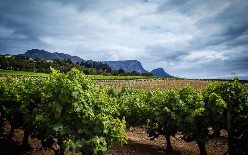 One&Only Cape Town curated_experience_exploring_the_winelands
