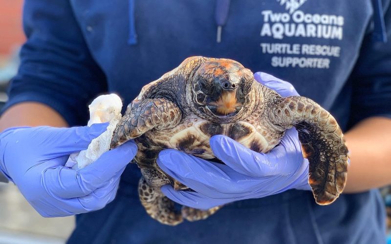 One&Only Cape Town turtle_two oceans aquarium