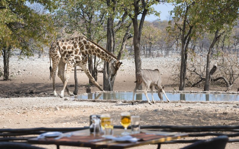 Ongava Game Reserve