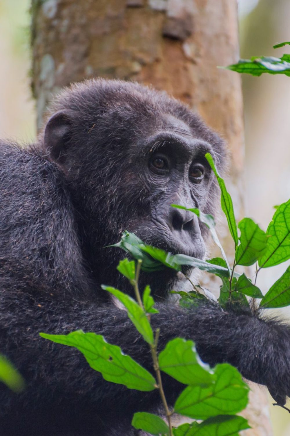 Rwanda chimpanzee tracking Rwanda chimpanzee tracking