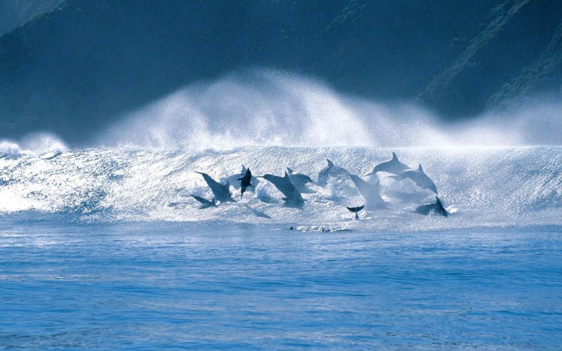 The Turbine Boutique Hotel & Spa dolphins