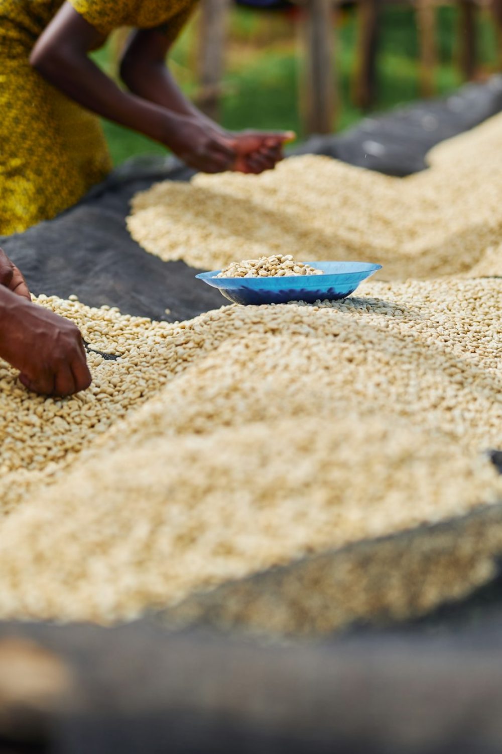 African female workers are sorting out coffee beans at washing station African female workers are sorting out coffee beans at washing station, Rwanda Coffee Tours