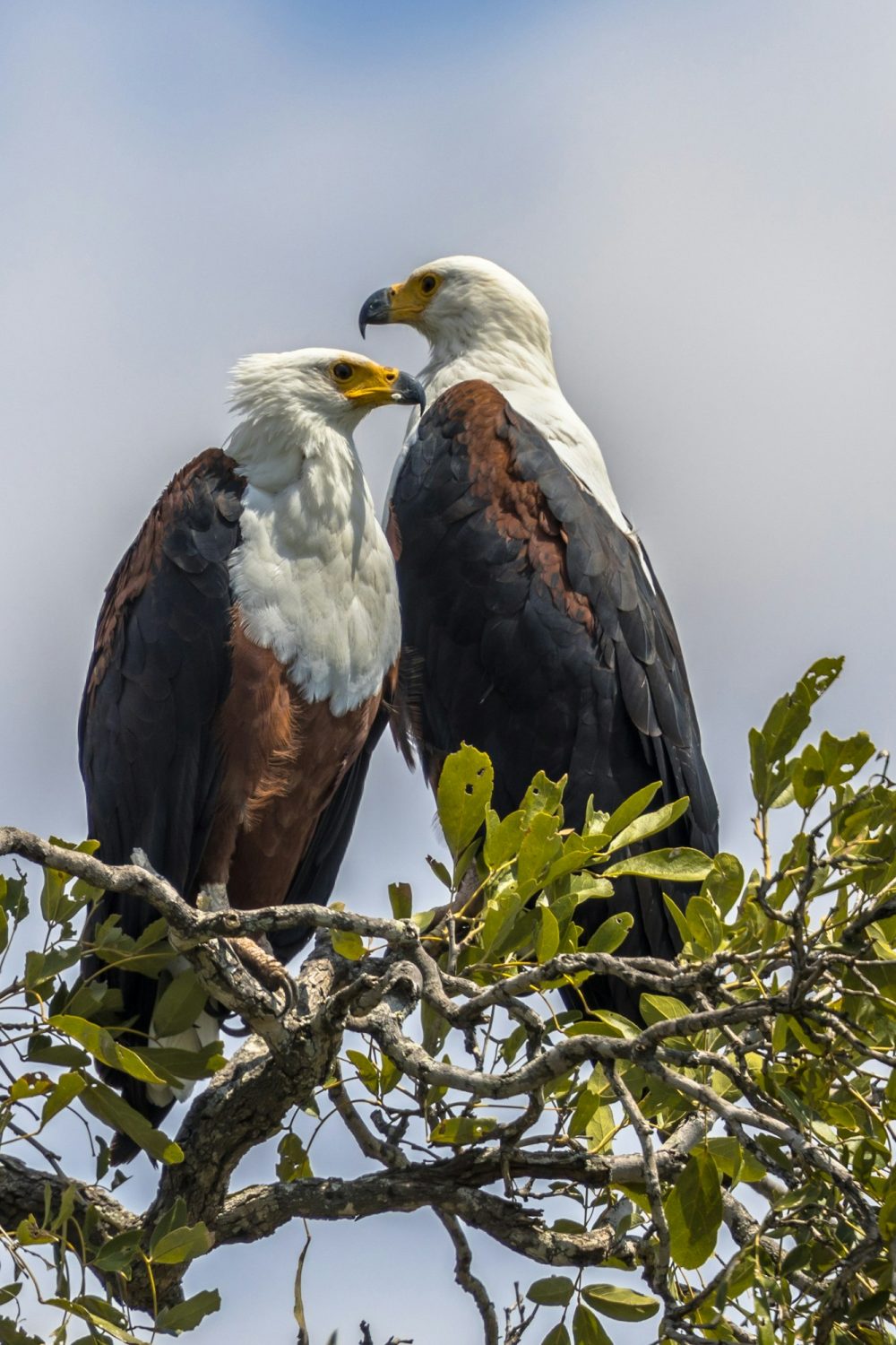 African fish eagle pair African fish eagle pair