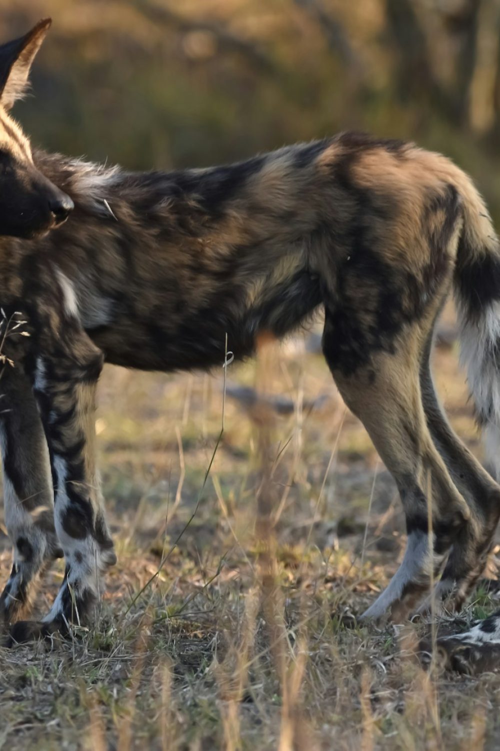 African Wild Dogs African Wild Dogs