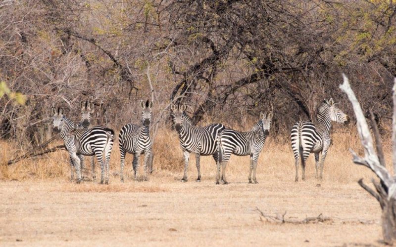 azura_selous_sept_2016_13