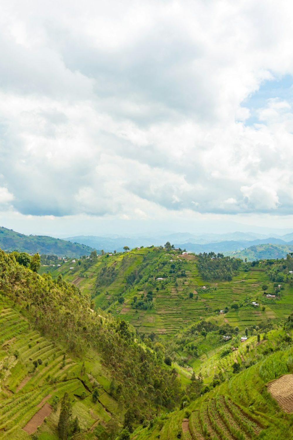Nyungwe Forest National Park – Beautiful rural landscape with agricultures terraces, Rwanda Nyungwe Forest National Park - Beautiful rural landscape with agricultures terraces, Rwanda