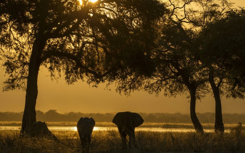 Elephant and calf (Loxodonta Africana), Zambezi River, Zimbabwe
