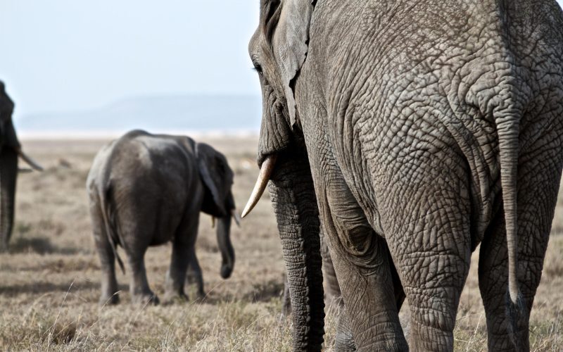 Lemala Ngorongoro Tented Camp elephant_10