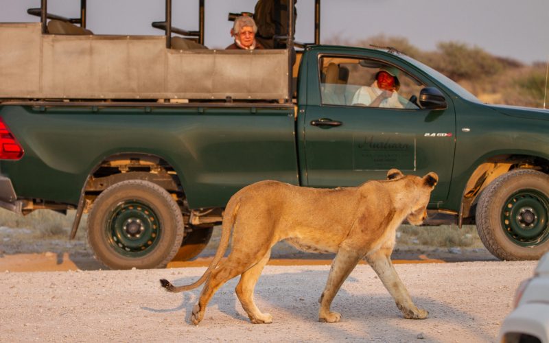 etosha_national_park_-_credit_ute_von_ludwiger_17
