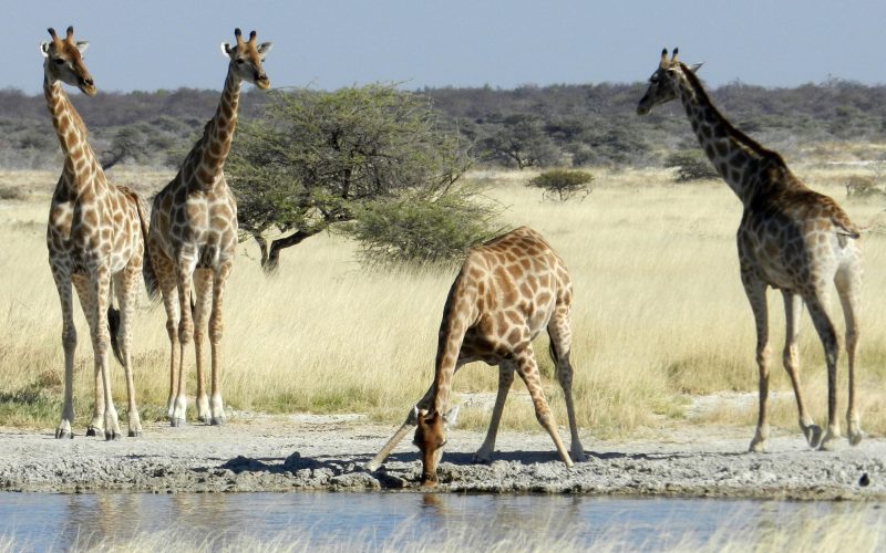 ev_giraffes
