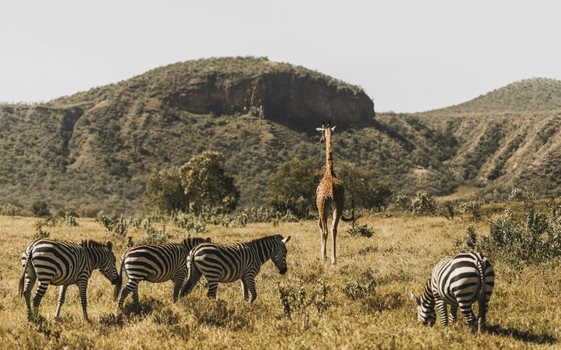 Flock of zebras and giraffe walking in Kenya national park in Africa. Amazing wild life of animals