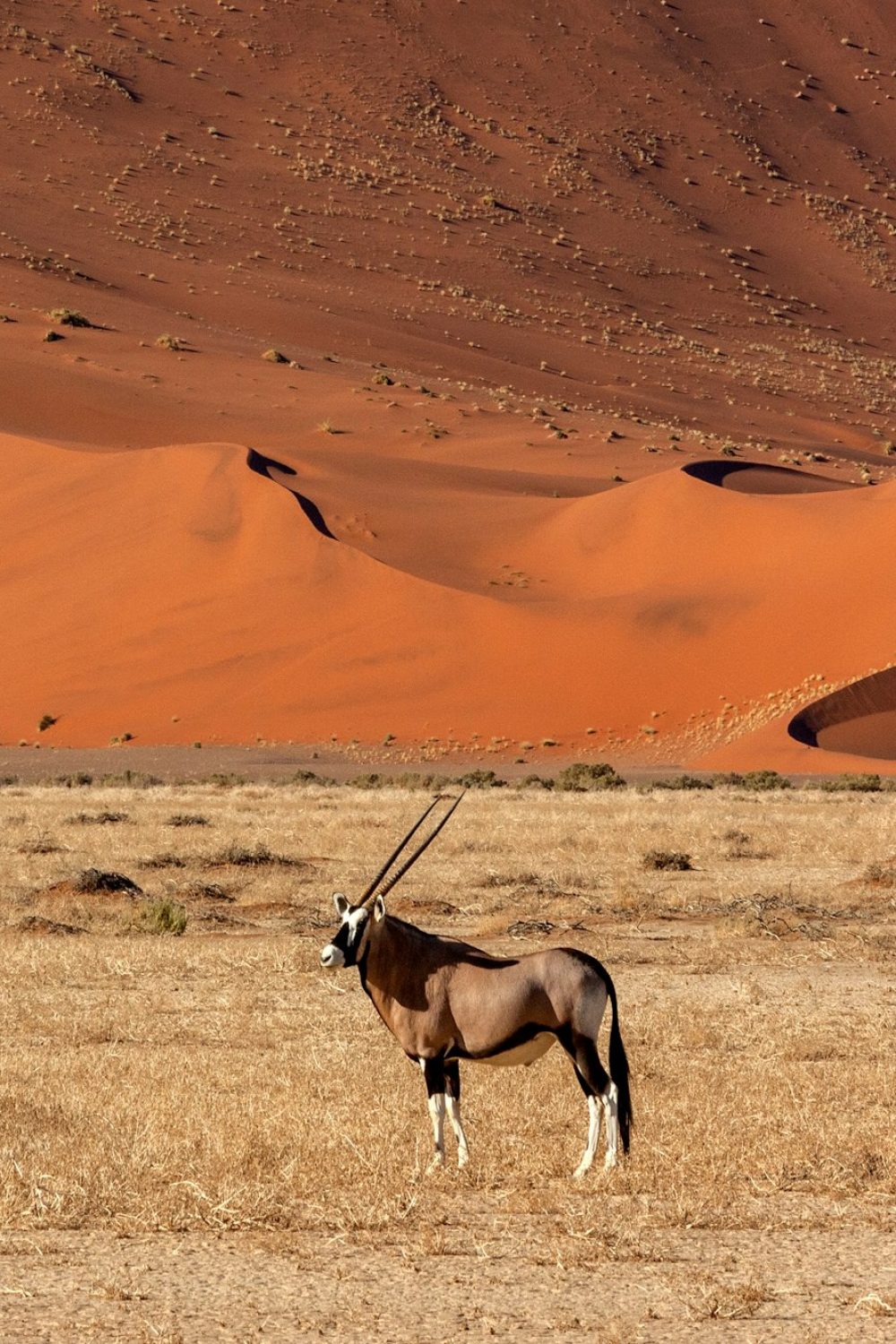 Gemsbok – Namibia Gemsbok - Namibia