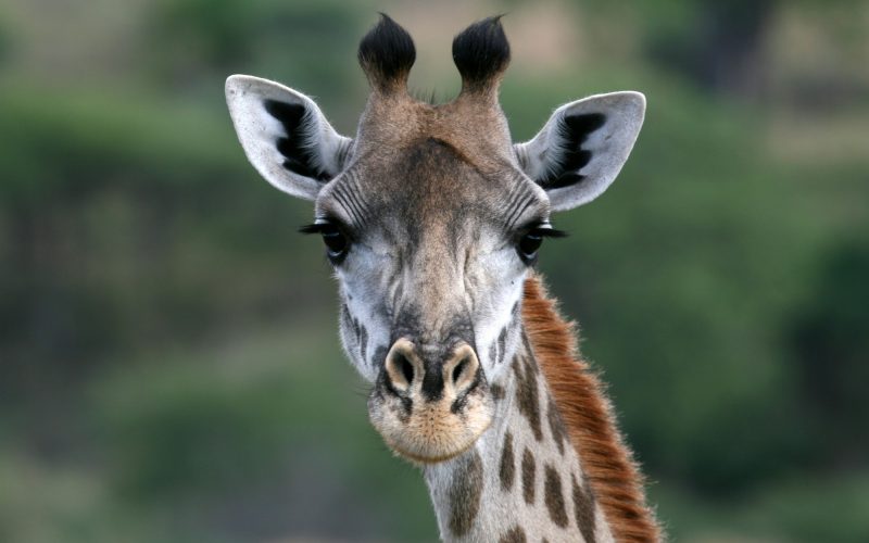 Giraffe - Tarangire National Park. Tanzania, Africa