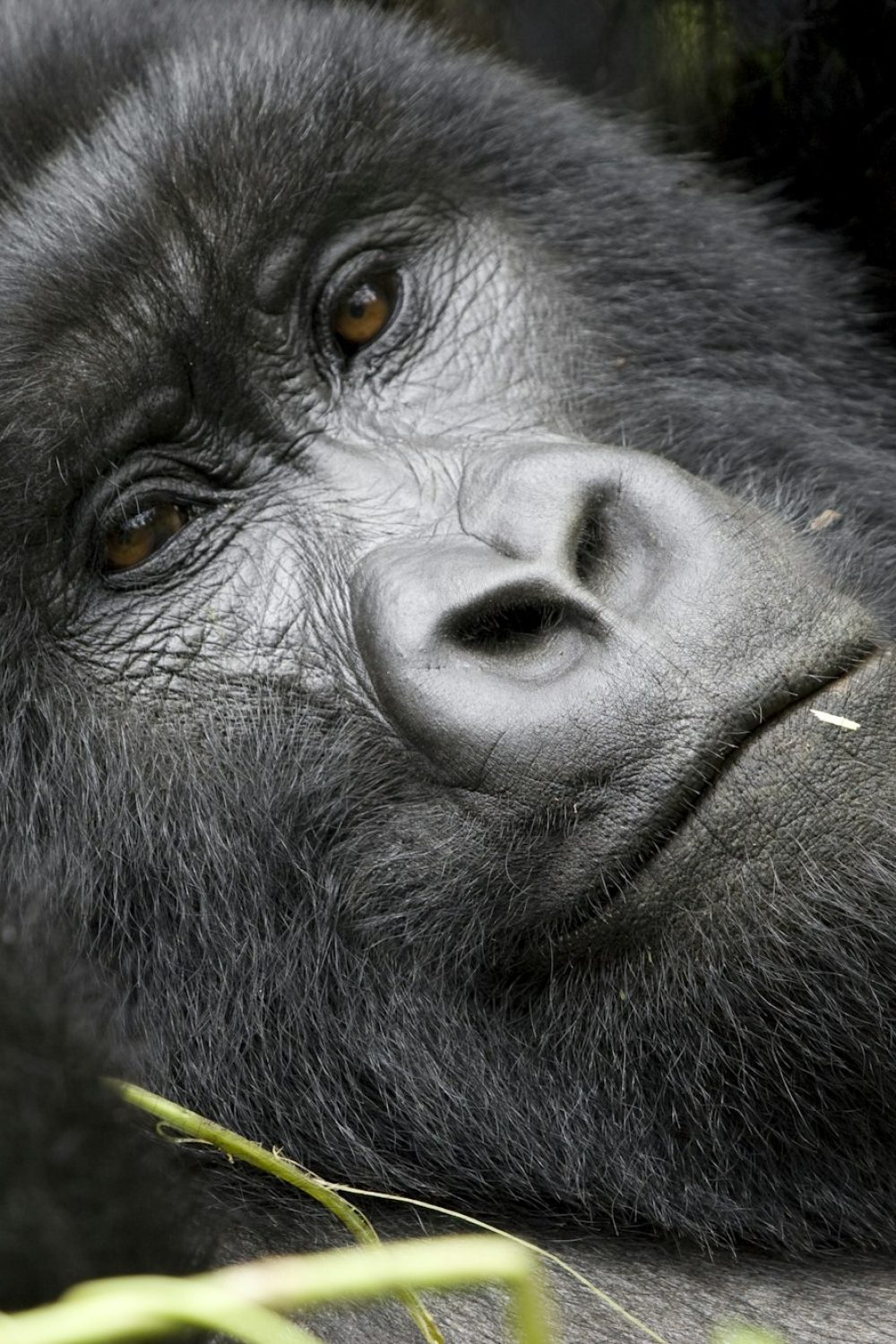 Goril’a Lisa relaxing in her nest Goril'a Lisa relaxing in her nest, Rwanda gorilla conservation