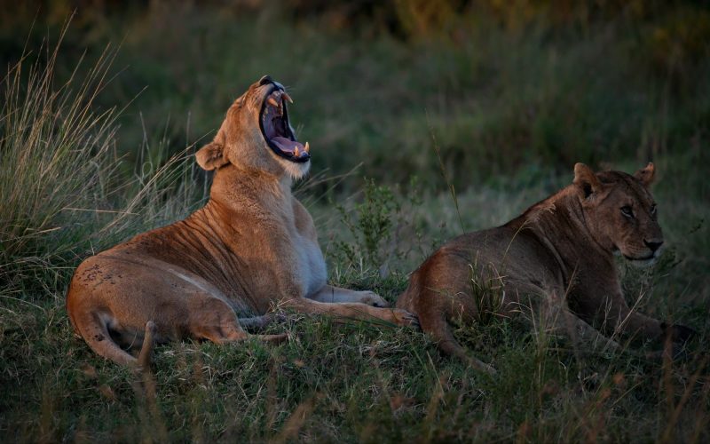 Group of angry lions on a field in Masai Mara, Kenya