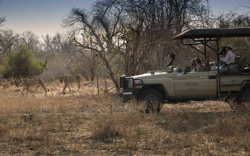 kanga_camp_mana_pools_zimbabwe_african_bush_camps_safari_tented_camp_game_drive_with_lion_2