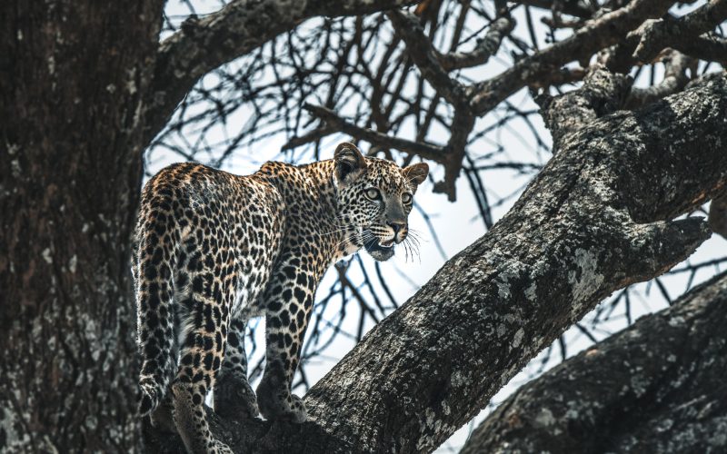 Lemala Ngorongoro Tented Camp leopard_4
