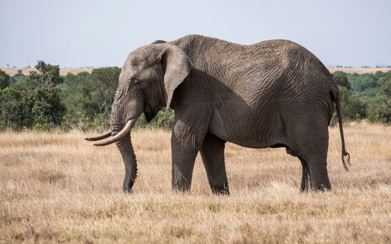 Magnificent elephant on a field in the middle of the jungle in Ol Pejeta, Kenya