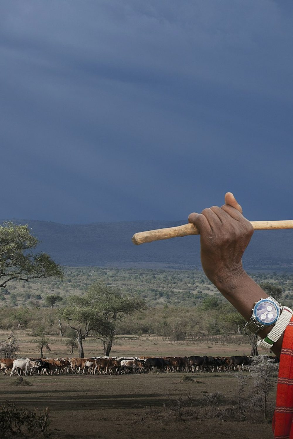 Masai shepherd watching his cows, Masai Mara National Reserve, Kenya Masai shepherd watching his cows, Masai Mara National Reserve, Kenya