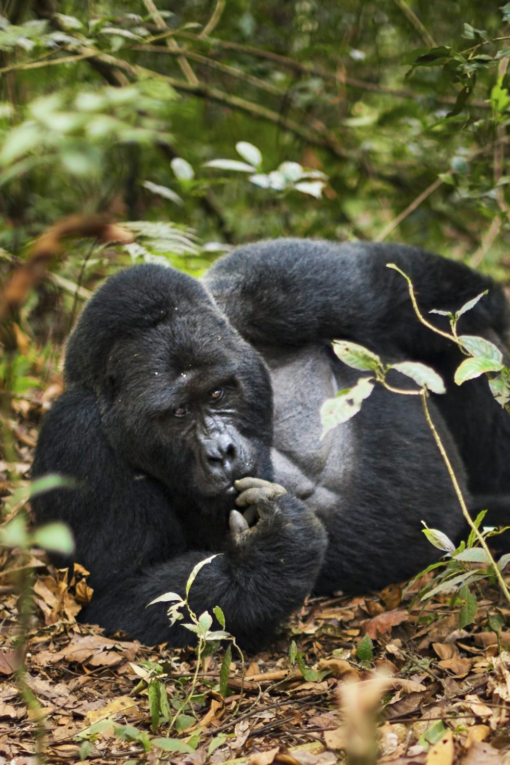 Mountain gorilla, Volcanoes National Park, Rwanda Mountain gorilla, Volcanoes National Park, Rwanda