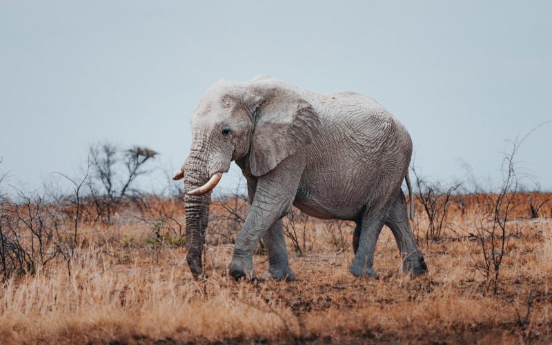 mushara_etosha_drive_-_photo_crew10__21