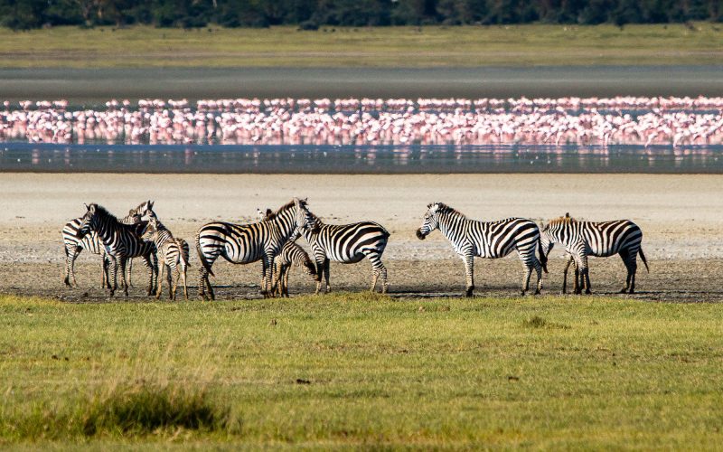 ngorogoro_crater_day_excursion_11