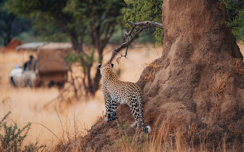 okonjima_leopard_tracking