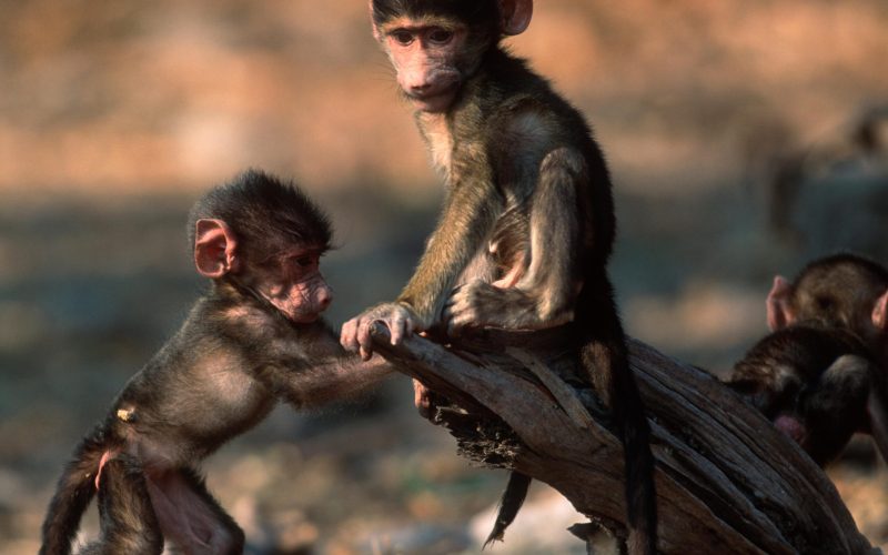 okonjima_nature_reserve_-_wildlife_4