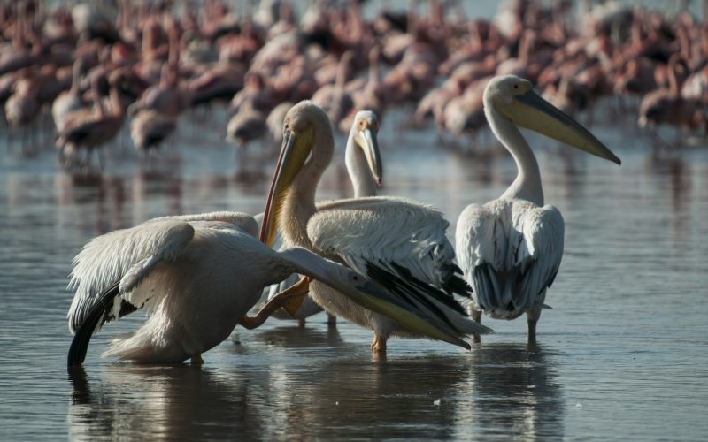 Pelicans and flamingos in shallows of Lake Nakuru, Kenya
