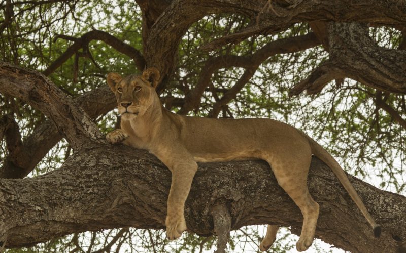 Portrait of lion (Panthera leo), relaxing in tree, Tarangire National Park, Tanzania, Africa