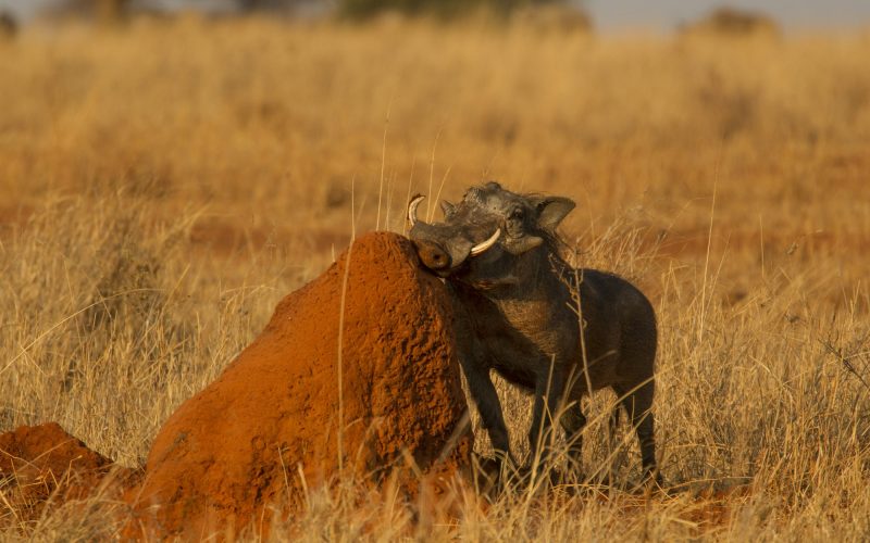 Portrait of warthog (Phacochoerus aethiopicus), Tarangire National Park, Tanzania, Africa