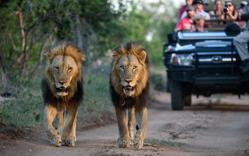 Sabi Sabi Earth Lodge lion safari_12
