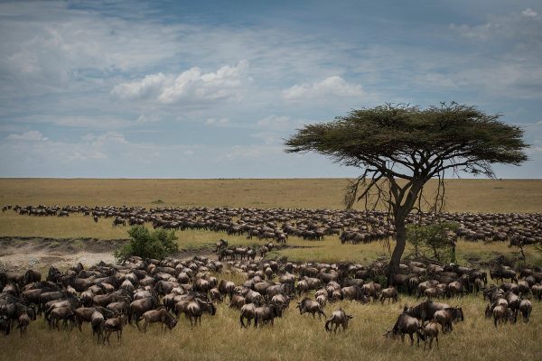 sayari-camp-asilia-africa