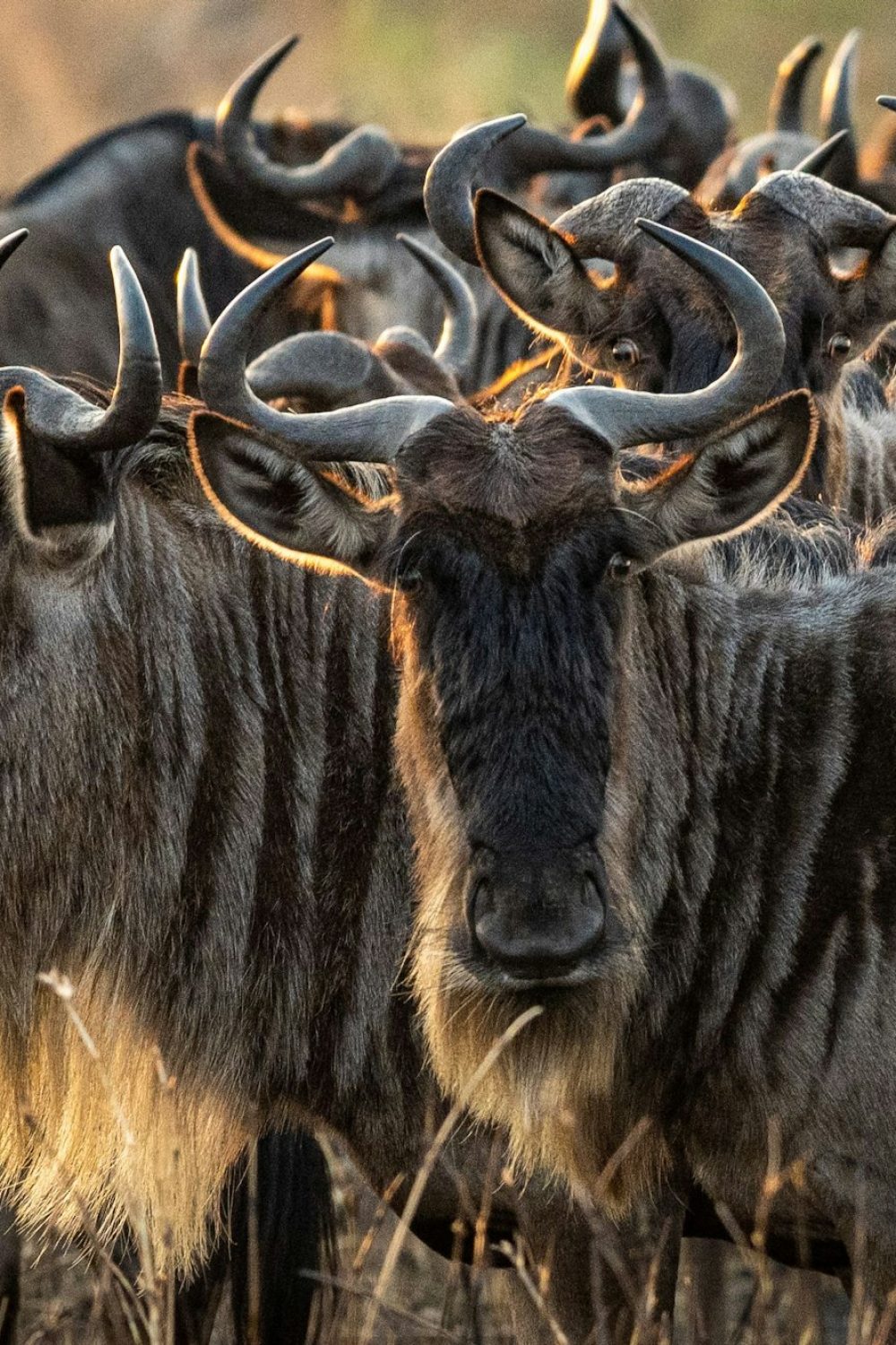 Scenic view of an open field full of wildebeests seen in an African safari Scenic view of an open field full of wildebeests seen in an African safari, Great Migration safari