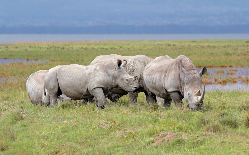 White rhinoceros - Lake Nakuru National Park