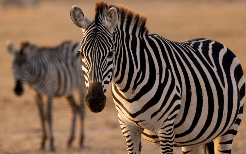 Zebra in the Mara, Africa